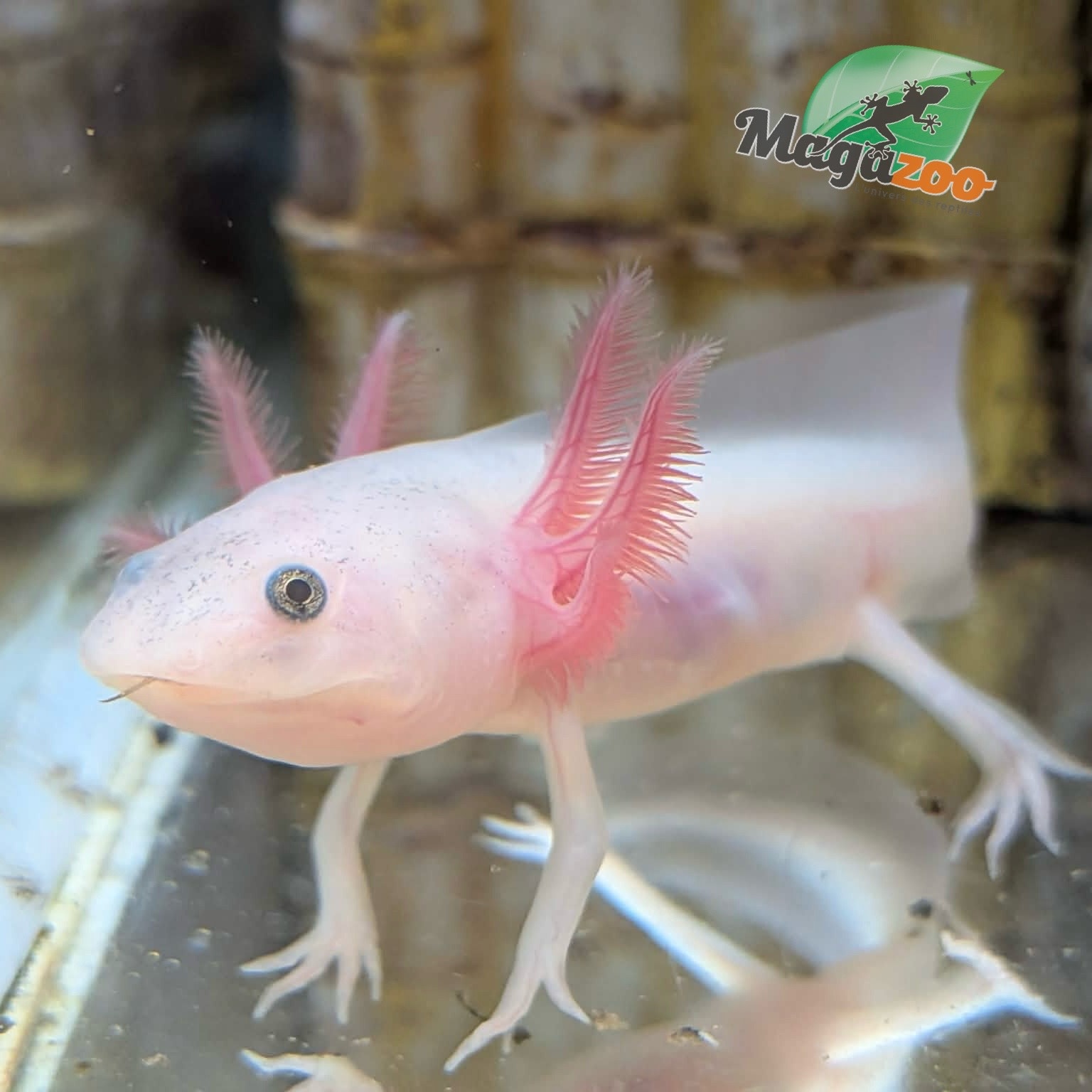 Magazoo Leucistic Baby Mexican axolotl