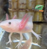 Magazoo Axolotl mexicain Leucistique Bébé