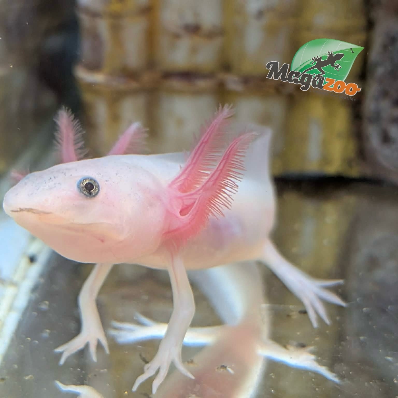 Magazoo Leucistic Baby Mexican axolotl