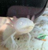Magazoo Albino White Mexican axolotl