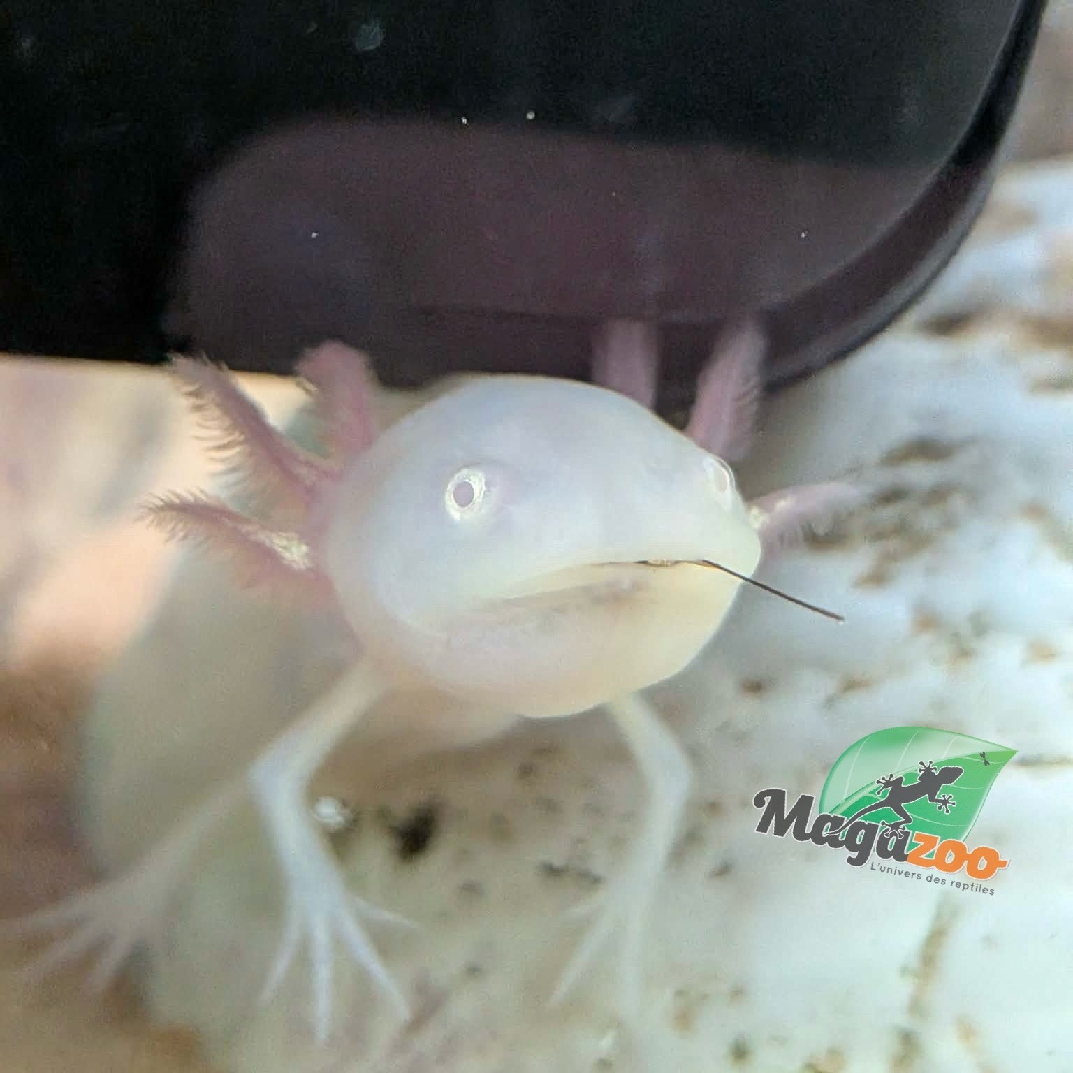 Magazoo Albino White Mexican axolotl