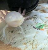Magazoo Axolotl mexicain Albino Blanc