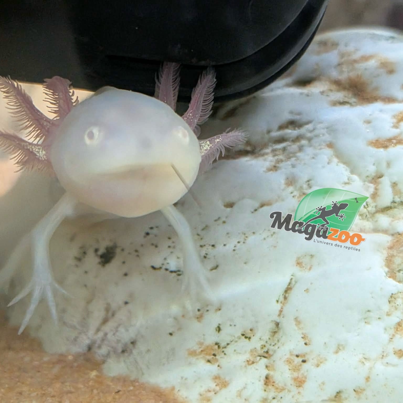 Magazoo Albino White Mexican axolotl