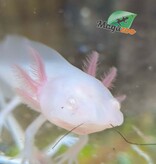 Magazoo Axolotl mexicain Albino Blanc