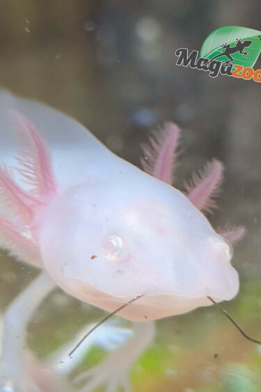Magazoo Axolotl mexicain Albino Blanc