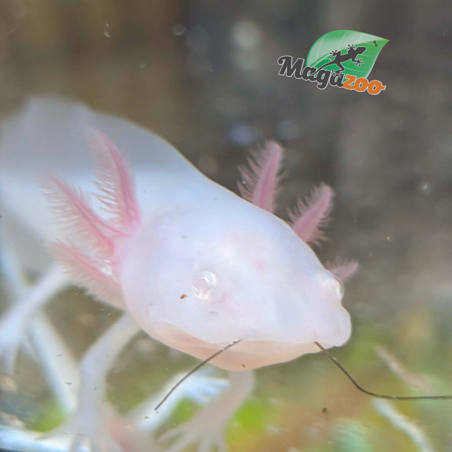 Magazoo Albino White Mexican axolotl