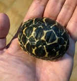 Magazoo Tortue Étoilée bébé  #3 éclos le 1 septembre  2025