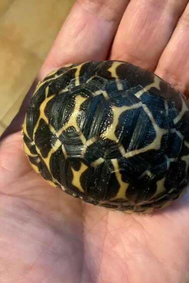 Magazoo Baby India star tortoise #3 hatched on September 1, 2025