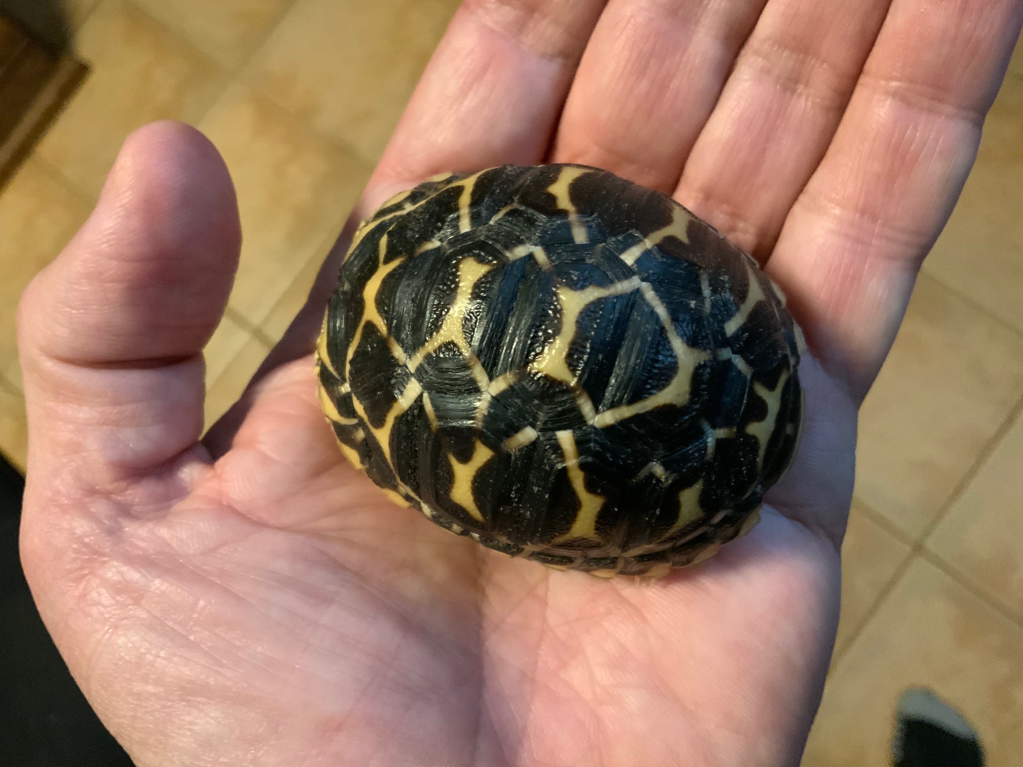 Magazoo Baby India star tortoise #3 hatched on September 1, 2025