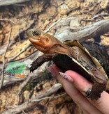 Magazoo Tortue boîte de Chine (Bébé)/Cuora flavomarginata  2