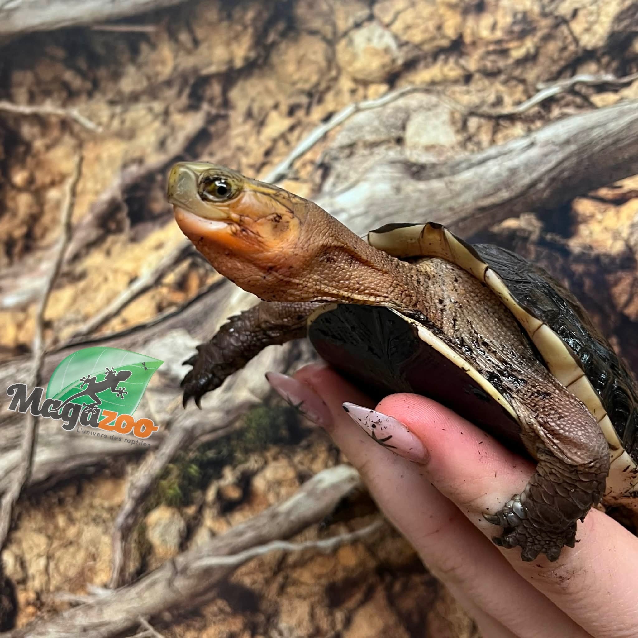Magazoo Tortue boîte de Chine (Bébé)/Cuora flavomarginata  2