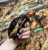 Magazoo Baby Chinese Box turtle/Cuora flavomarginata 2