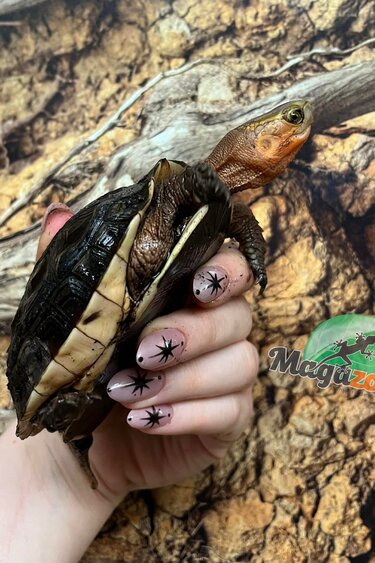 Magazoo Baby Chinese Box turtle/Cuora flavomarginata 2