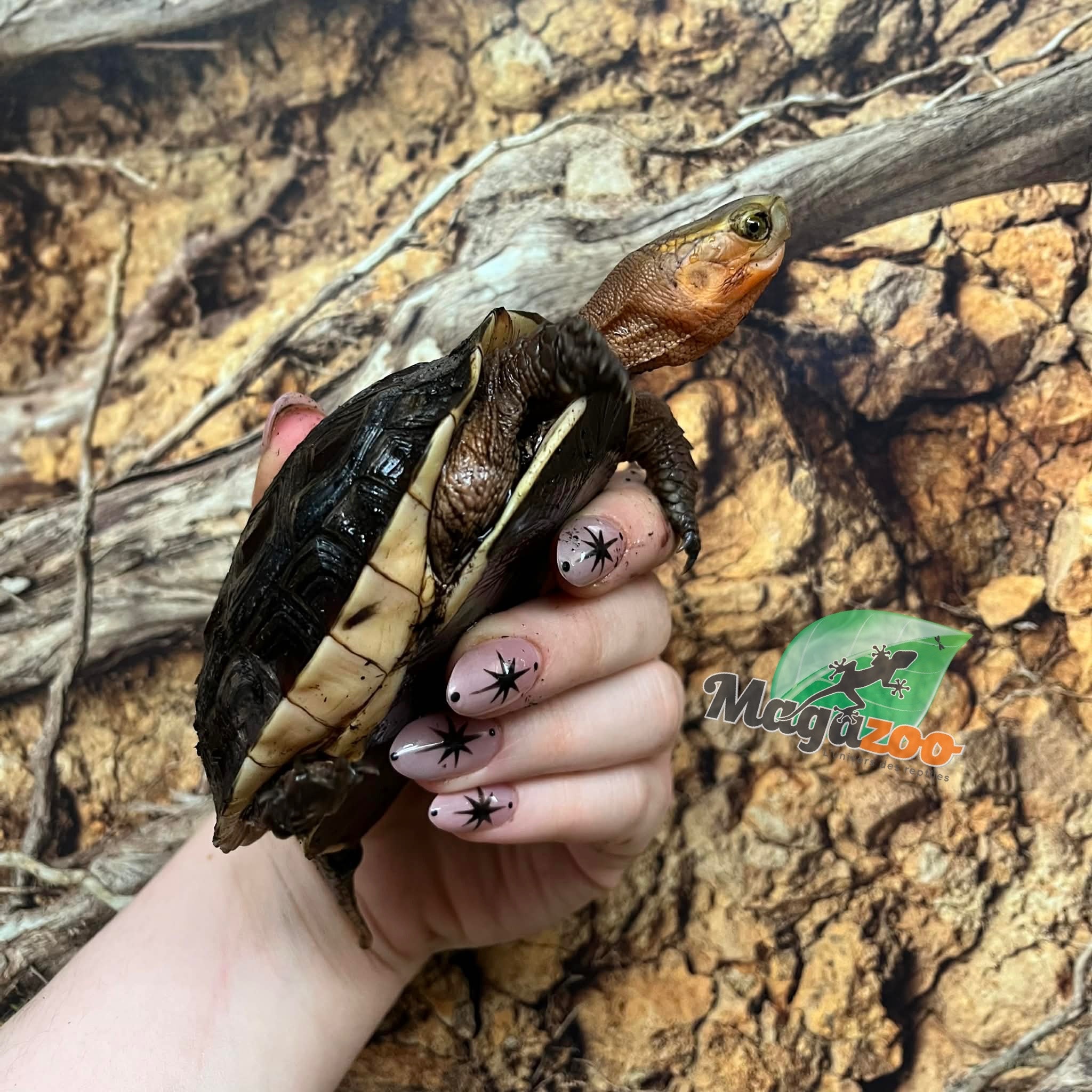 Magazoo Baby Chinese Box turtle/Cuora flavomarginata 2