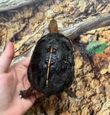 Magazoo Tortue boîte de Chine (Bébé)/Cuora flavomarginata  2