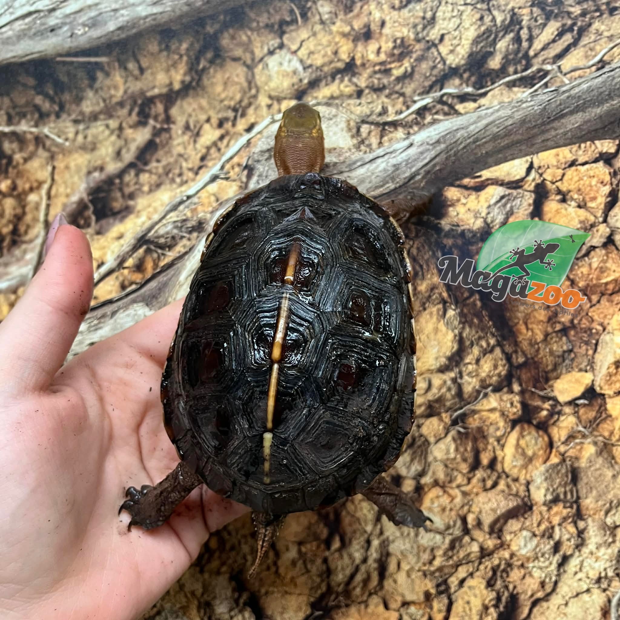 Magazoo Tortue boîte de Chine (Bébé)/Cuora flavomarginata  2