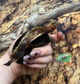 Magazoo Chinese Box turtle (Baby)/Cuora flavomarginata