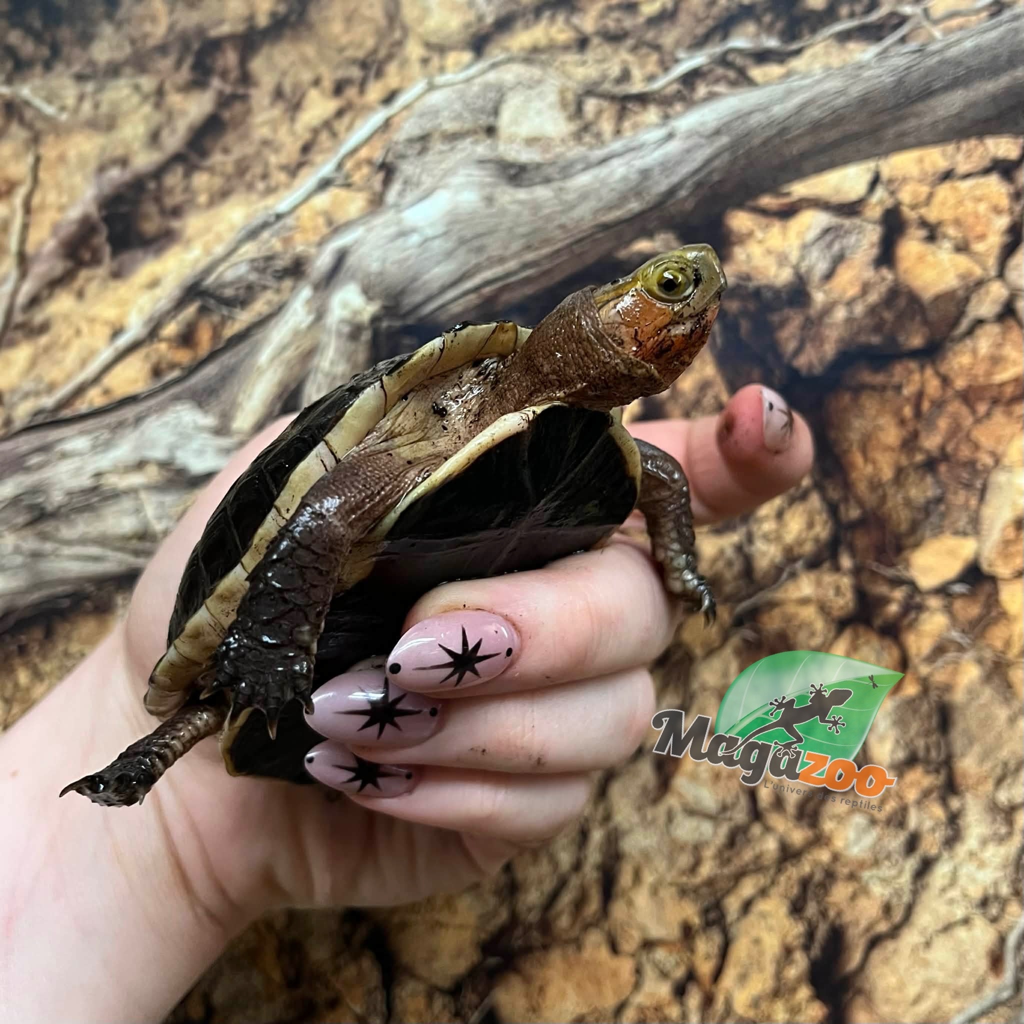 Magazoo Tortue boîte de Chine (Bébé)/Cuora flavomarginata