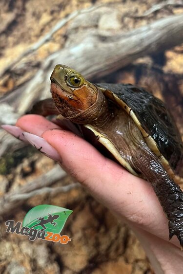 Magazoo Tortue boîte de Chine (Bébé)/Cuora flavomarginata