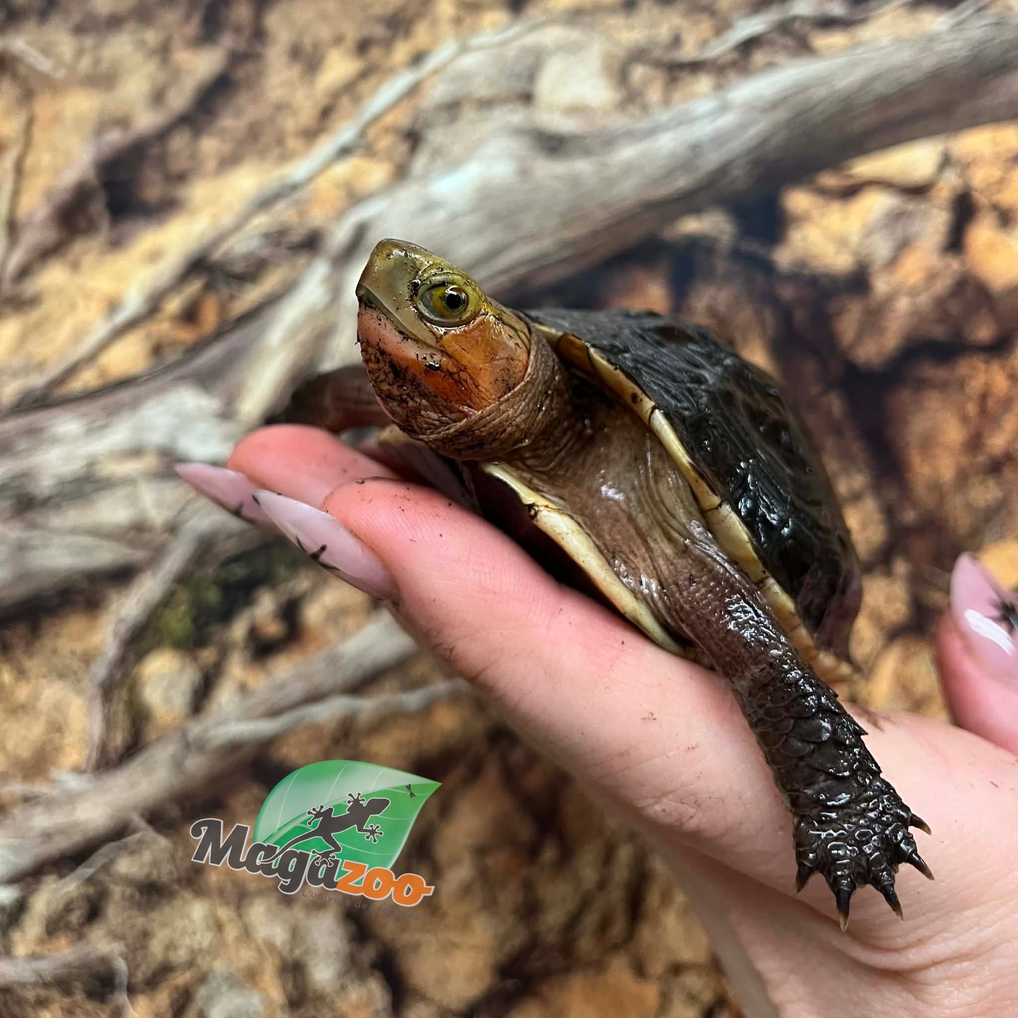 Magazoo Chinese Box turtle (Baby)/Cuora flavomarginata