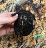 Magazoo Chinese Box turtle (Baby)/Cuora flavomarginata