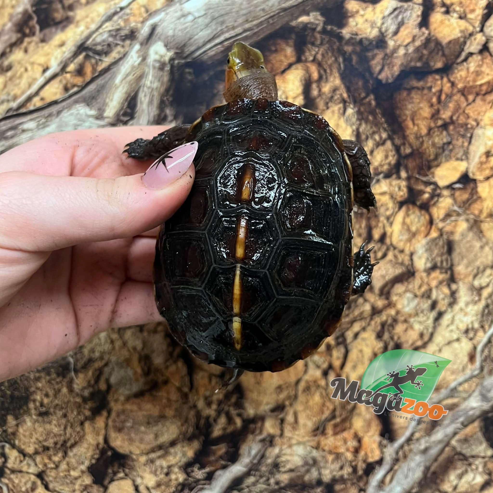 Magazoo Tortue boîte de Chine (Bébé)/Cuora flavomarginata