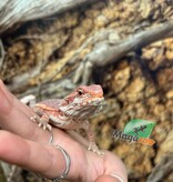 Magazoo Dragon barbu Hypo #1 femelle