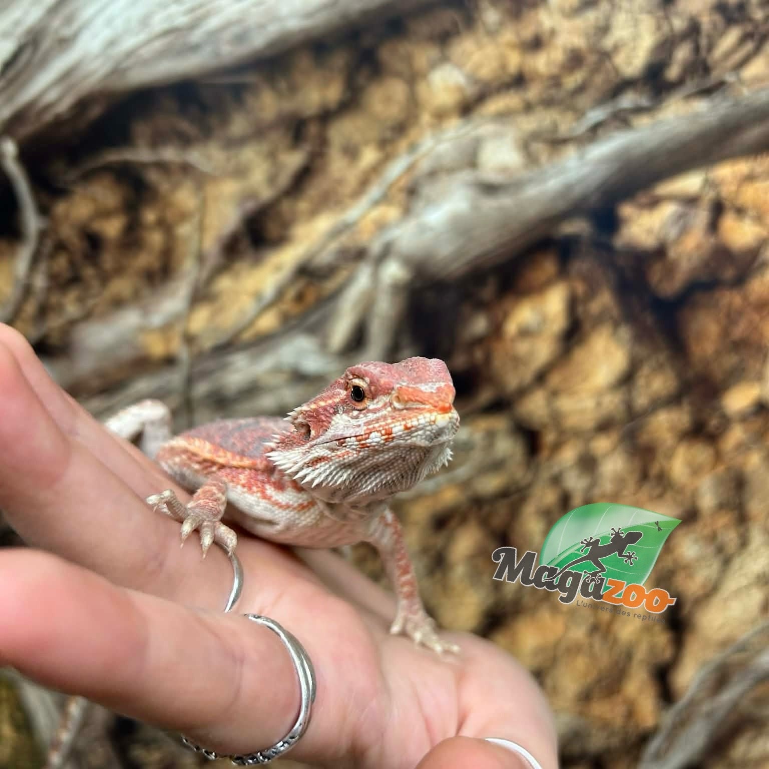 Magazoo Hypo Bearded Dragon #1