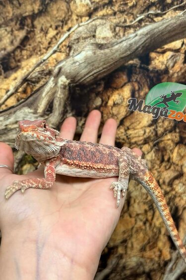 Magazoo Hypo Bearded Dragon #1