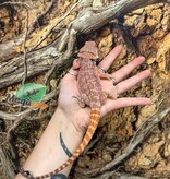 Magazoo Hypo Bearded Dragon #1