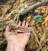 Magazoo Hypo Bearded Dragon #1