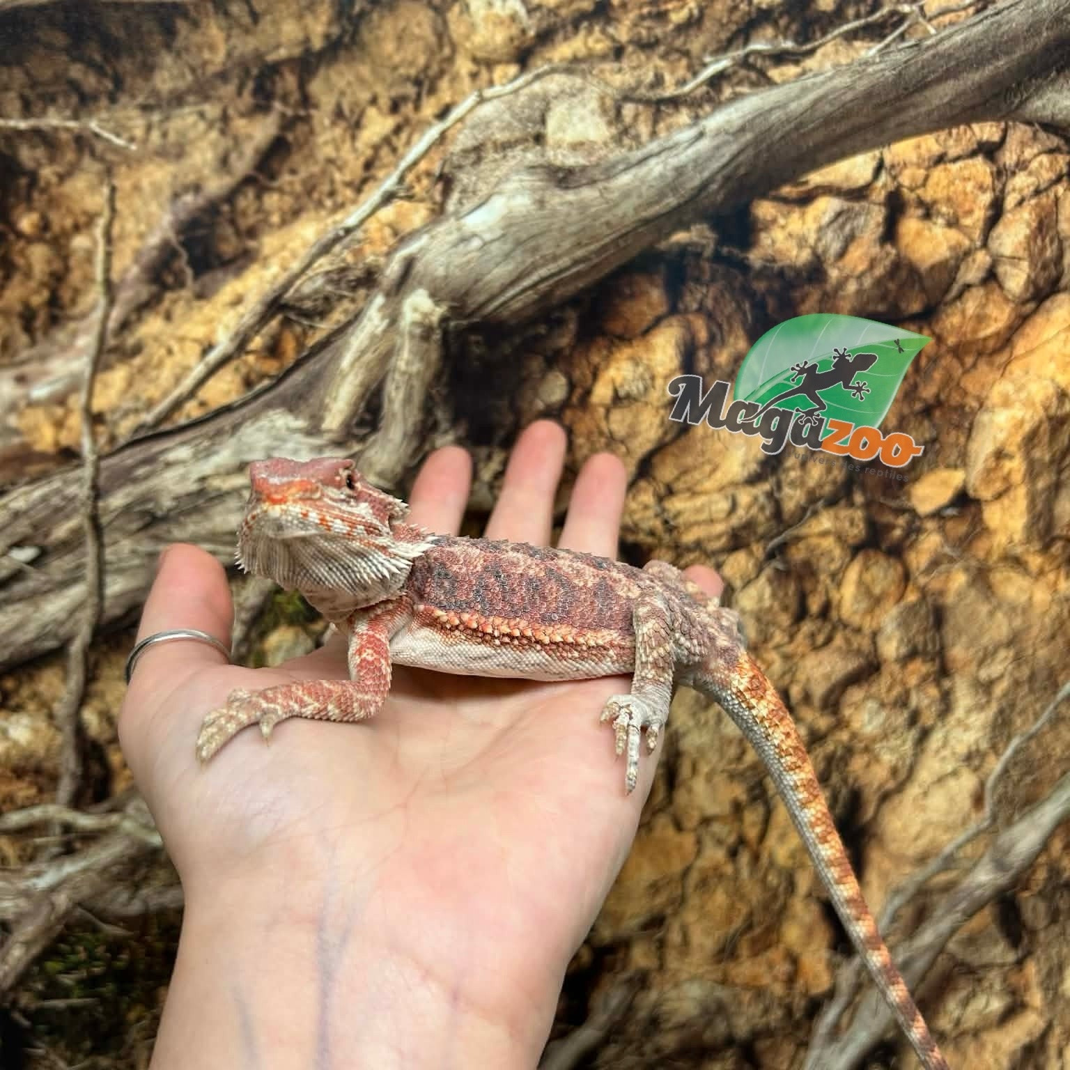 Magazoo Hypo Bearded Dragon #1