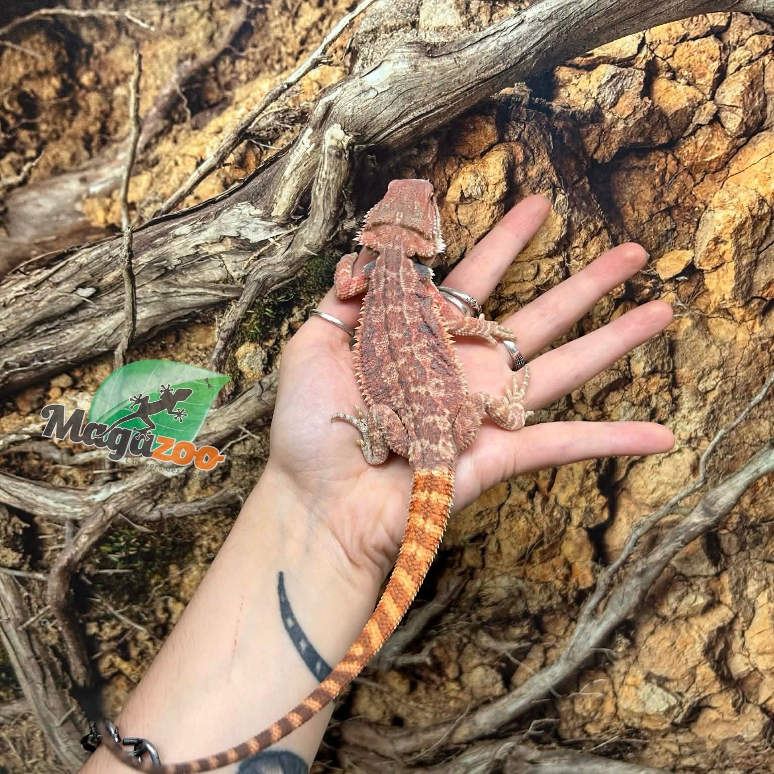 Magazoo Dragon barbu Hypo #1 femelle