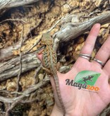 Magazoo Baby Female Leatherback Hypo Translucent Bearded Dragon #1