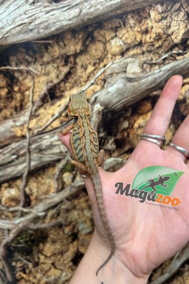 Magazoo Baby Female Leatherback Hypo Translucent Bearded Dragon #1