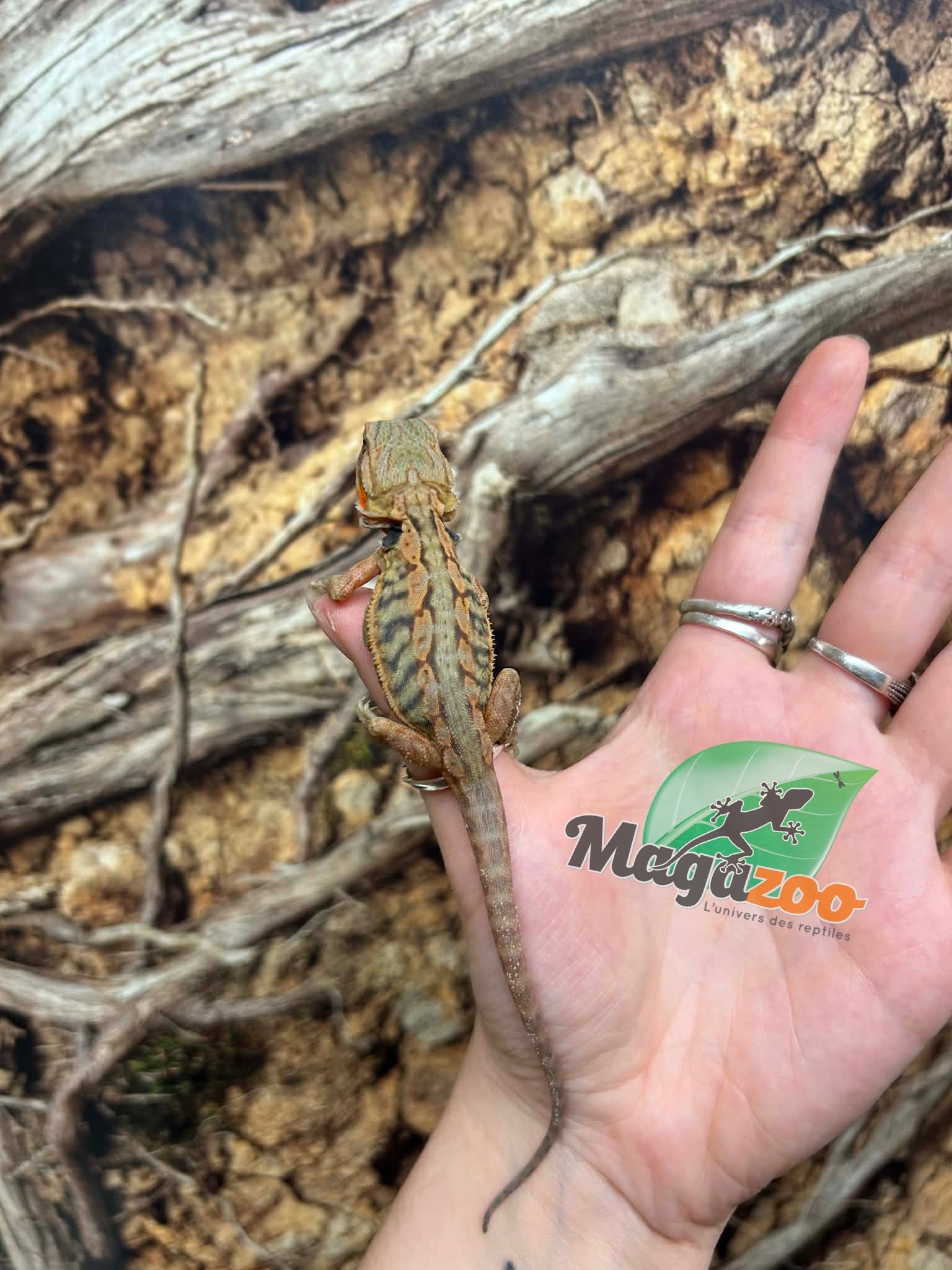 Magazoo Baby Female Leatherback Hypo Translucent Bearded Dragon #1