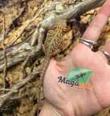 Magazoo Baby Female Leatherback Hypo Translucent Bearded Dragon #1