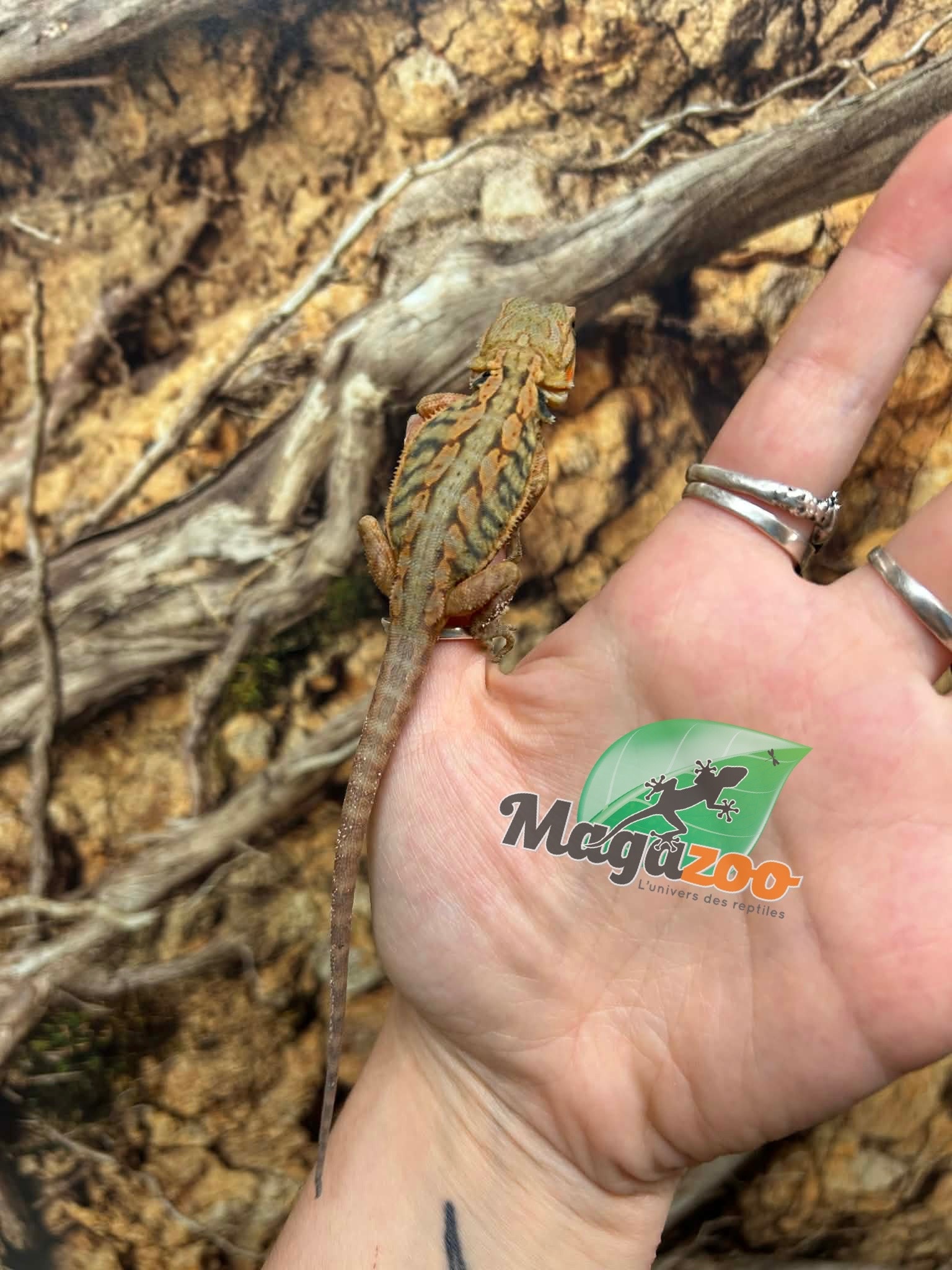 Magazoo Baby Female Leatherback Hypo Translucent Bearded Dragon #1