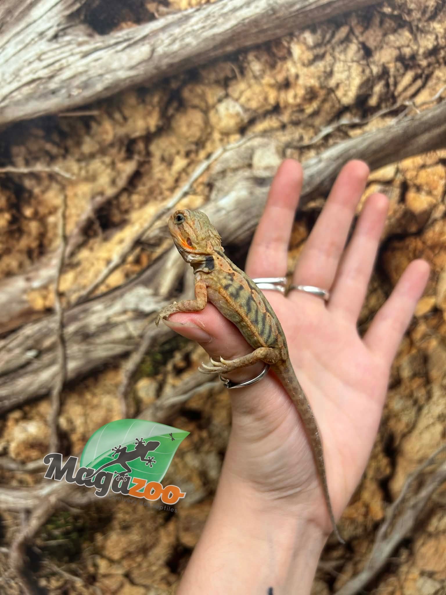 Magazoo Baby Female Leatherback Hypo Translucent Bearded Dragon #1