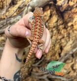 Magazoo Leatherback Hypo Red Female Baby Bearded Dragon #1
