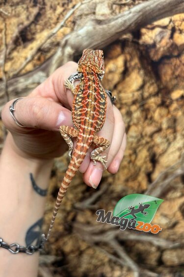 Magazoo Dragon barbu Leatherback Hypo Rouge Femelle Bébé #1