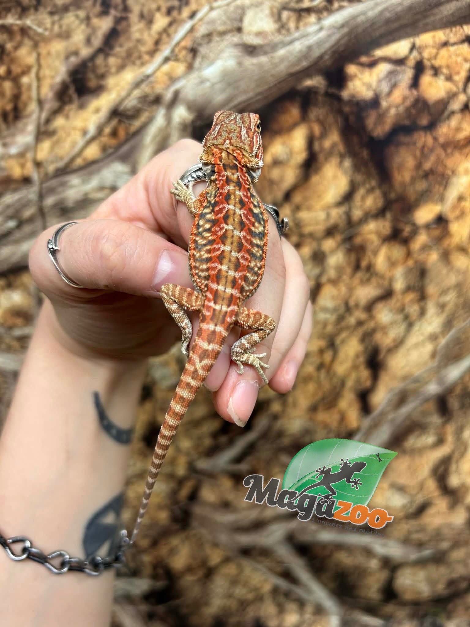 Magazoo Leatherback Hypo Red Female Baby Bearded Dragon #1