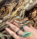 Magazoo Leatherback Hypo Red Female Baby Bearded Dragon #1