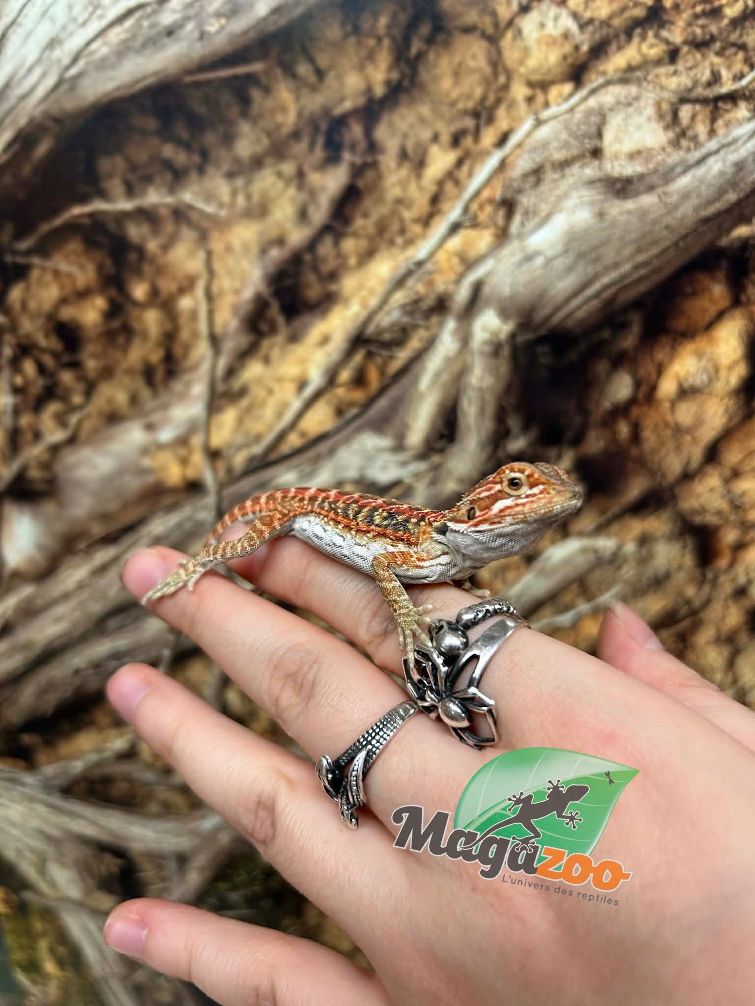 Magazoo Dragon barbu Leatherback Hypo Rouge Femelle Bébé #1