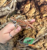 Magazoo Leatherback Hypo Red Female Baby Bearded Dragon #1