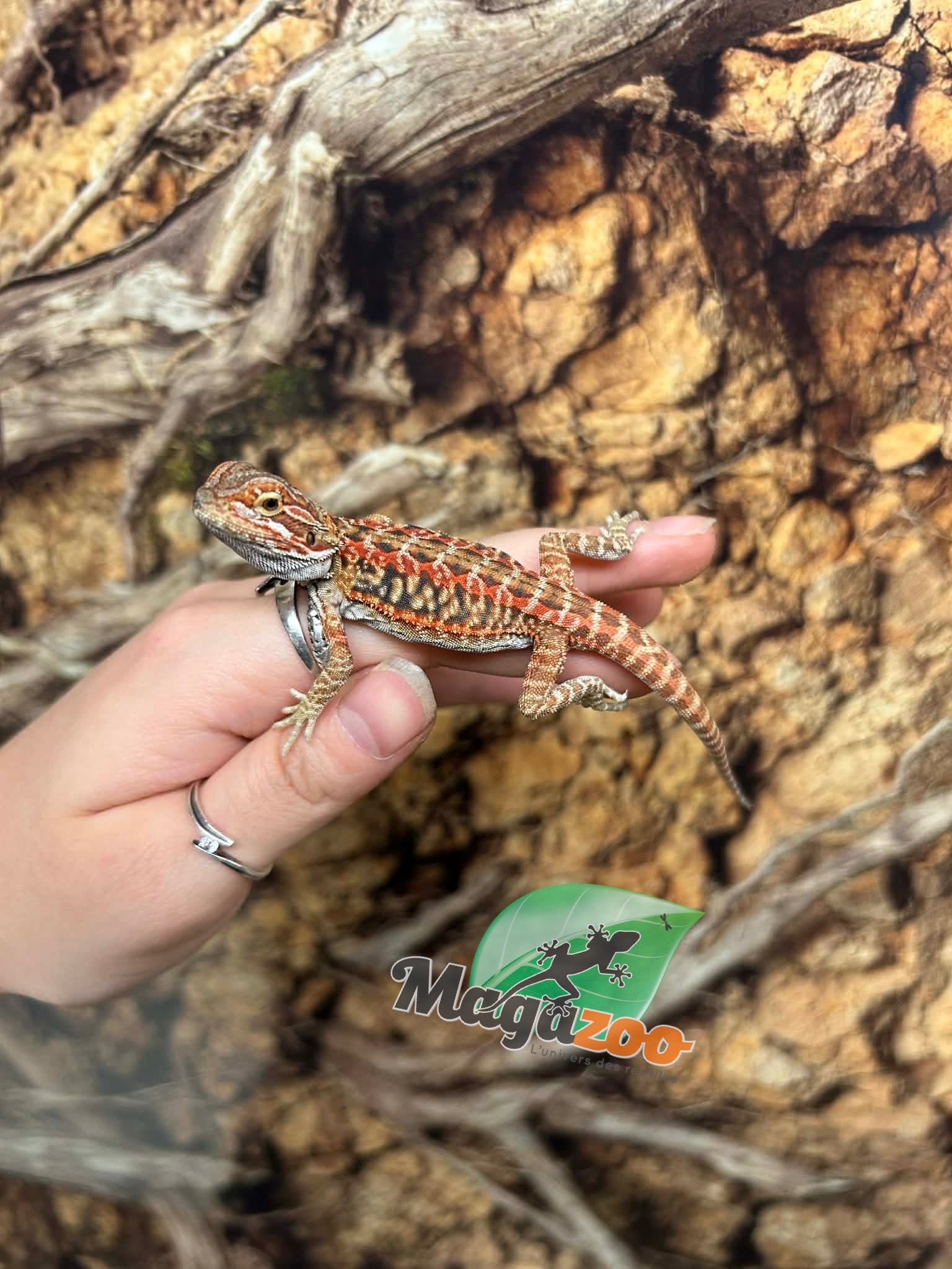 Magazoo Dragon barbu Leatherback Hypo Rouge Femelle Bébé #1