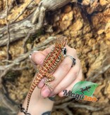 Magazoo Dragon barbu Leatherback Hypo Rouge Femelle Bébé #1