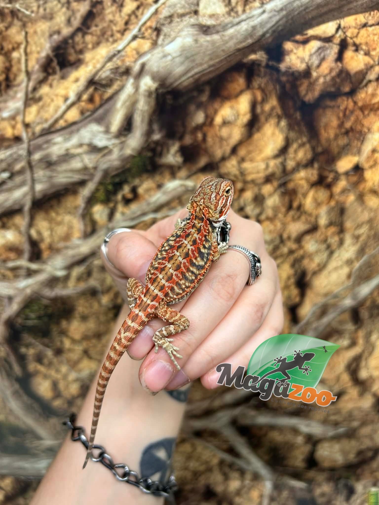 Magazoo Dragon barbu Leatherback Hypo Rouge Femelle Bébé #1