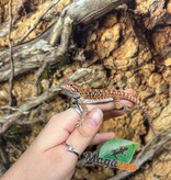 Magazoo Leatherback Hypo Red Female Baby Bearded Dragon #1