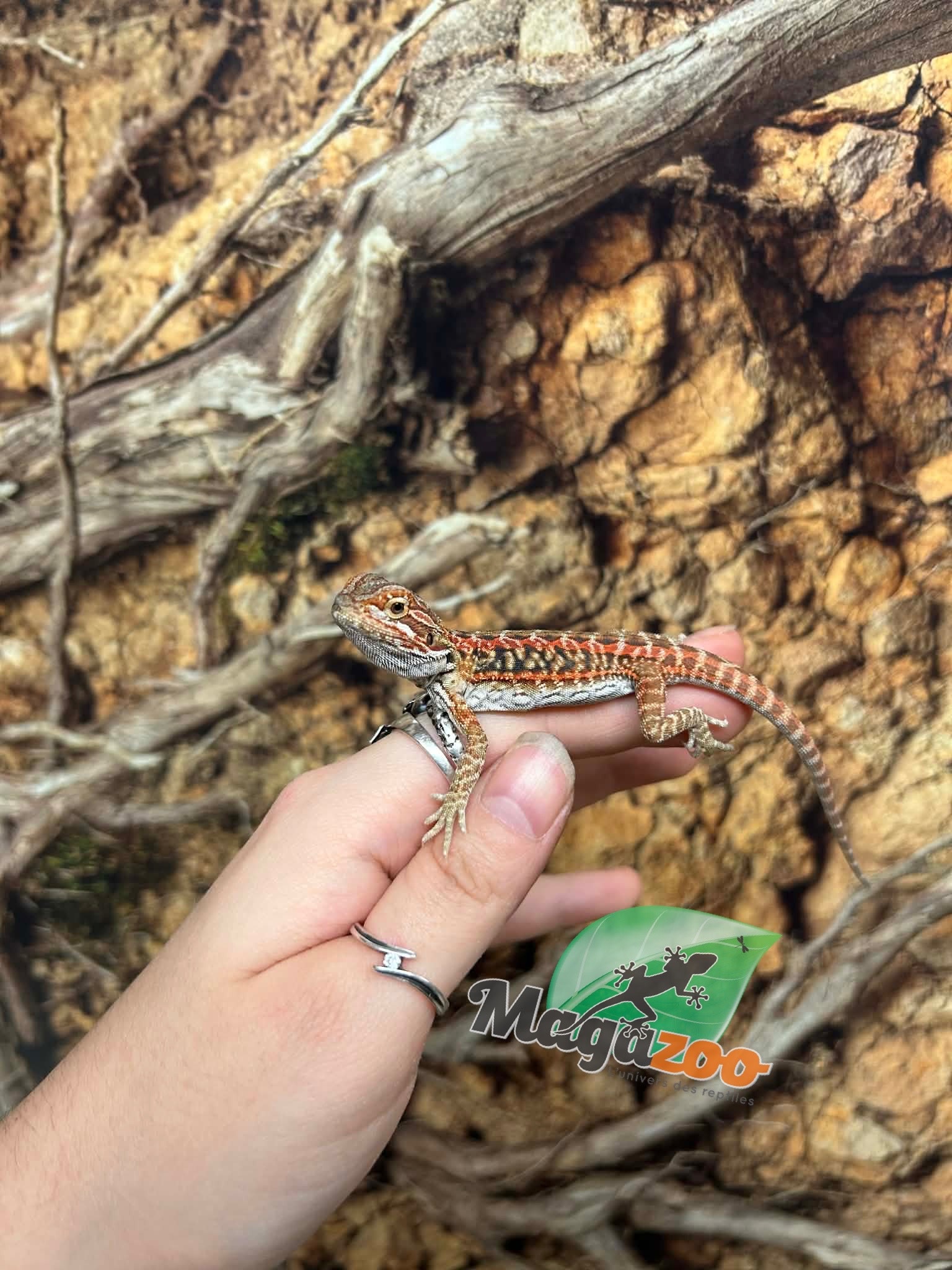 Magazoo Dragon barbu Leatherback Hypo Rouge Femelle Bébé #1